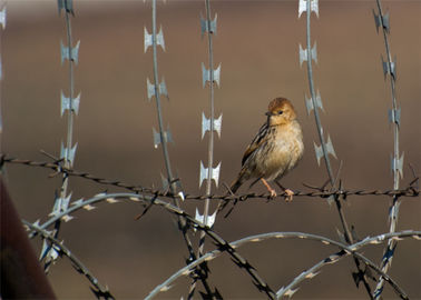 Galvanized Concertina / Thorn Wire , Razor Wire Fence BTO22 Outdoor Using